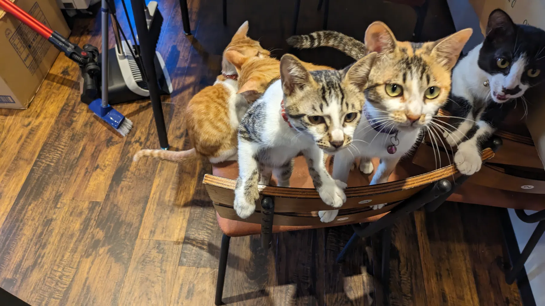 似島観光案内所で過ごす猫たち